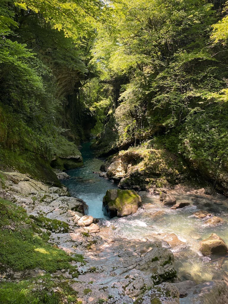 Peaceful stream flowing through lush forest in Kutaisi, Georgia, showcasing natural beauty.